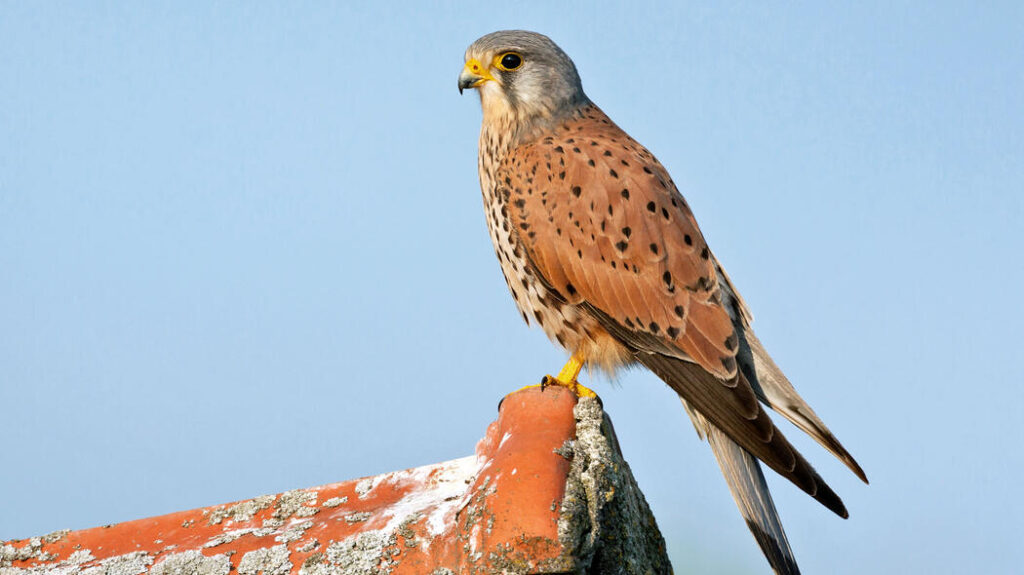 Falken Falco