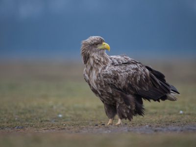 Seeadler---Wolfgang-Lorenz_LBV-Bildarchiv-84928958