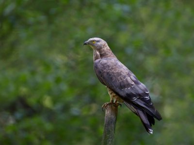 Wespenbussard-LBV-Marcus Bosch-652e7569